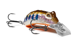 Warted Toad