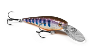 Diving Beetle